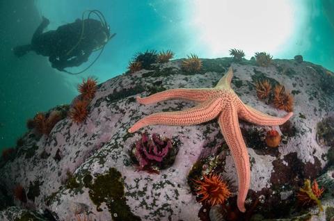 Un buceador observa una estrella de mar sobre un fondo marino lleno de vida.