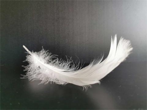 Una pluma blanca reposando sobre una superficie oscura.