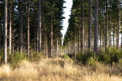 Un camino rodeado de altos árboles y pasto seco en el suelo.
