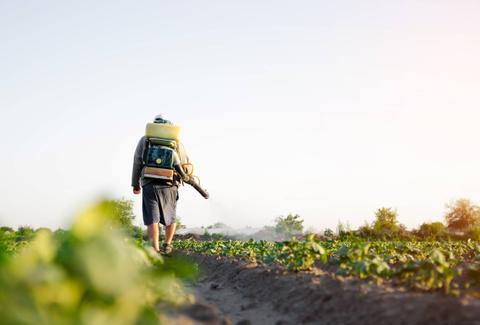 Un hombre con mochila de fumigación trabaja en un campo sembrado.