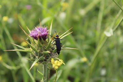 Un escarabajo negro posado en una flor morada en un prado verde.
