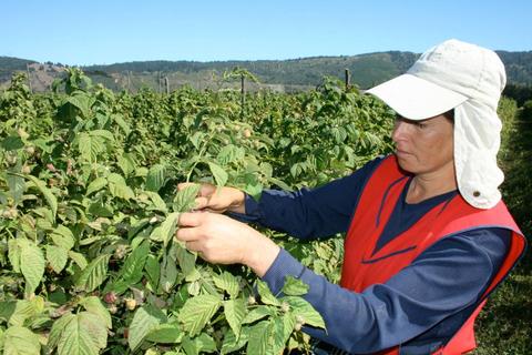 Una persona está trabajando en un cultivo de plantas en un día soleado.