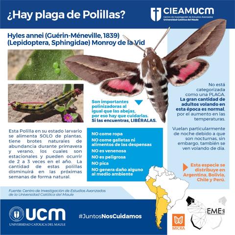 La imagen presenta información sobre la polilla Hyles annie y su impacto en las plantas.