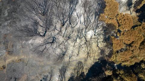 La imagen muestra un paisaje afectado por un incendio forestal, con árboles quemados y un entorno desolado.