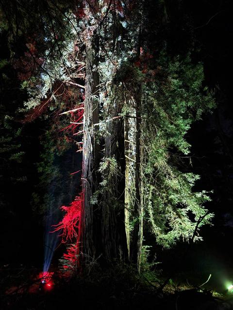 Unos altos árboles iluminados en un entorno oscuro, creando un efecto dramático con luces de colores.