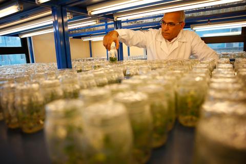 Un científico trabaja en un laboratorio rodeado de frascos transparentes con plantas en su interior.