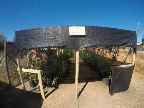 La imagen muestra un invernadero con plantas cultivadas bajo una estructura cubierta de malla negra en un día soleado.