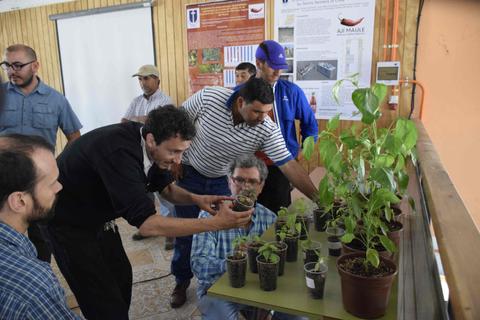 Un grupo de hombres observa y manipula plantas en un evento relacionado con la agricultura.