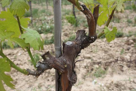 Una planta de vid con hojas verdes y un tronco retorcido en un viñedo.