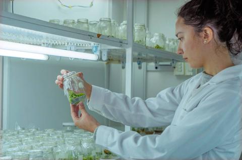 Una mujer en un laboratorio observa un frasco con plantas en un entorno controlado.