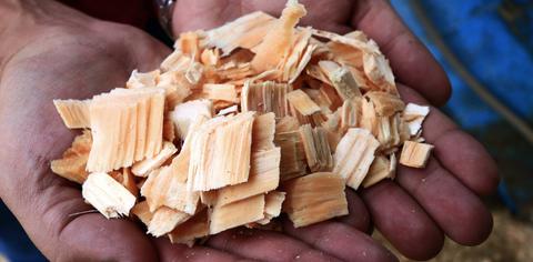 Unas virutas de madera en las manos de una persona.