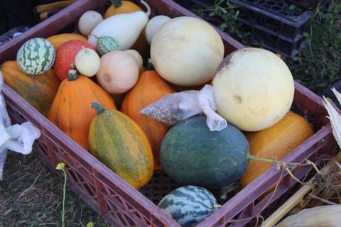 Una variedad de frutas y verduras frescas en una canasta en el campo.