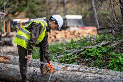 Una persona trabaja en un bosque, midiendo un tronco de árbol con una sierra en un entorno natural.