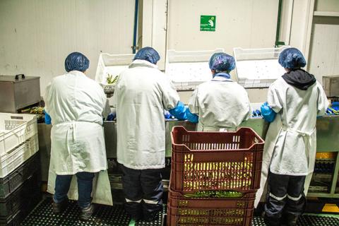 Un grupo de trabajadores con ropa de protección están laborando en una línea de producción de alimentos.