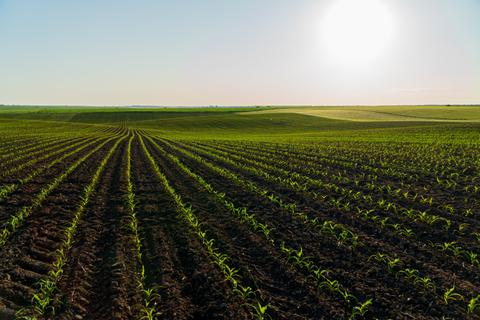 Un vasto campo de maíz con filas rectas bajo un sol brillante.