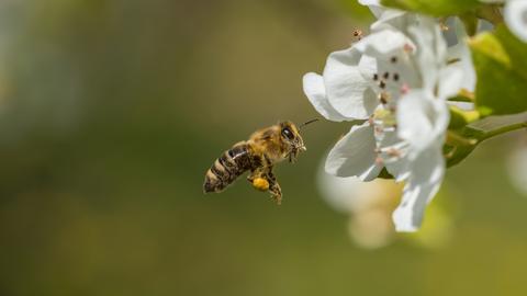 Una abeja sobrevuela una flor blanca en un día soleado.