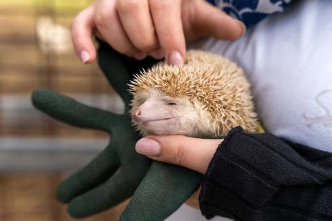 Un erizo descansando en las manos de una persona con guantes.