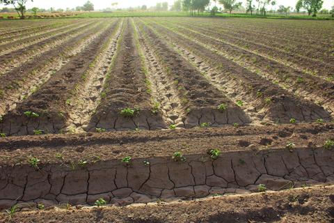 Un campo de cultivo con surcos secos y plantitas verdes brotando.
