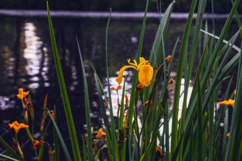 Una hermosa flor amarilla crece al lado de un estanque tranquilo.