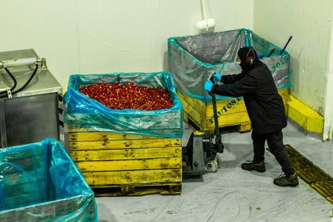 Un trabajador mueve cajas de frutas recolectadas en un almacén.