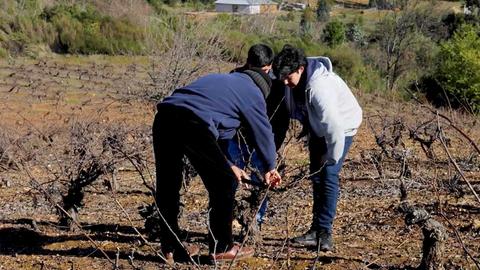 Un grupo de personas está trabajando en un viñedo en el campo chileno.