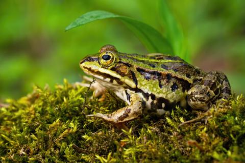 Una rana posada sobre musgo en un entorno natural.