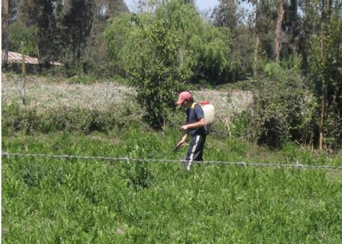 Un hombre trabaja en un campo de cultivo mientras utiliza una mochila de pulverización.