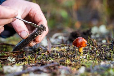 Una persona está recolectando tierra cerca de un hongo rojo en el bosque.