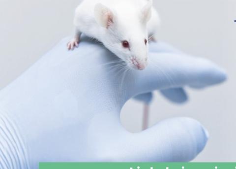 Una mano con guante sostiene un ratón blanco en un ambiente clínico.