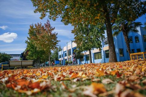 Un paisaje otoñal en un campus educativo, con hojas caídas y edificios de colores en el fondo.