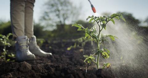 Una persona riega una planta de tomate en un huerto.