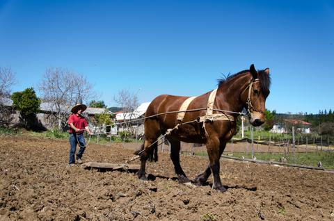 Un hombre con sombrero guía un caballo que tira de un arado en un campo recién labrado.