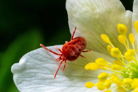 Una garrapata roja posada sobre un pétalo blanco de flor con estambres amarillos.