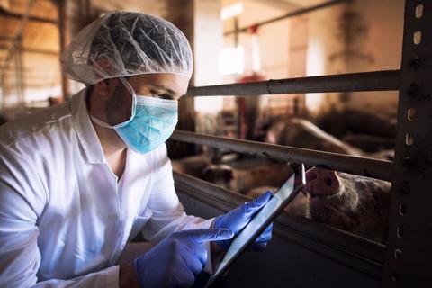 Un veterinario revisa datos en una tablet mientras observa a un cerdo en un corral.
