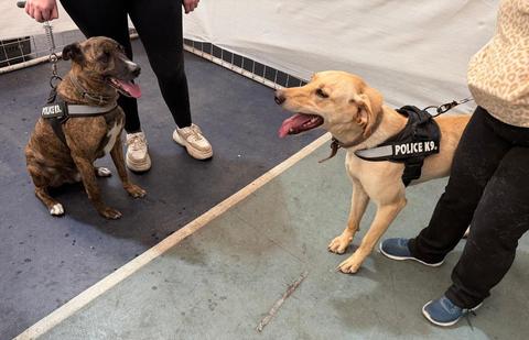 Dos perros de la policía descansando mientras sus dueños los cuidan.