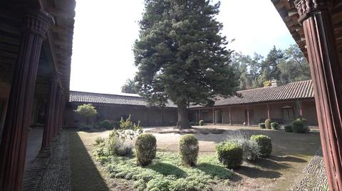 Un hermoso patio con un gran árbol en el centro y vegetación cuidada alrededor.