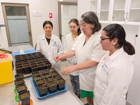 Cuatro personas observan plantas cultivadas en macetas en un laboratorio.