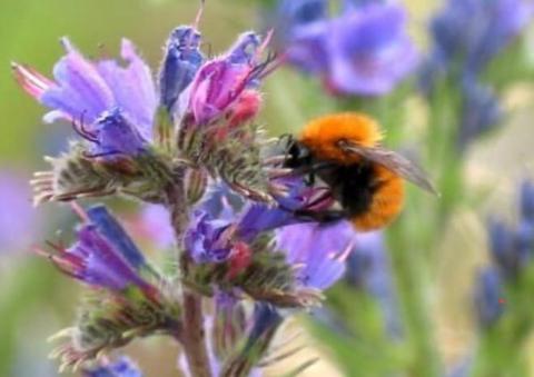 Una abeja revoloteando sobre una flor morada en un paisaje natural.