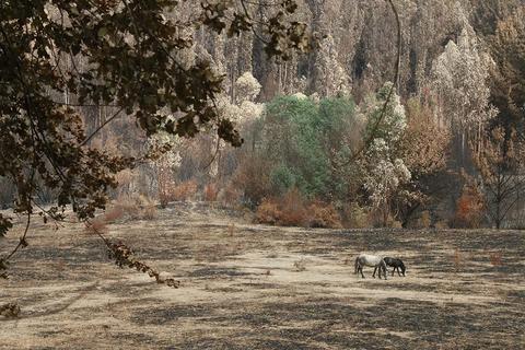En una pradera quemada, dos caballos se alimentan mientras el paisaje desolado muestra árboles dañados por el fuego.