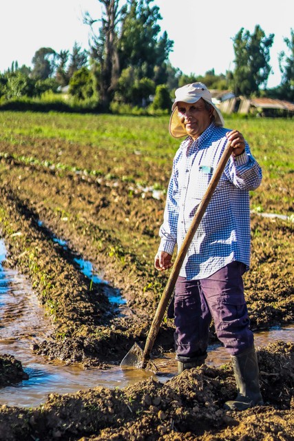 Un campesino trabaja en el campo, cavando la tierra con una pala.