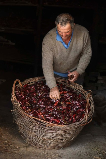 Un hombre clasifica ajíes secos en una canasta grande.
